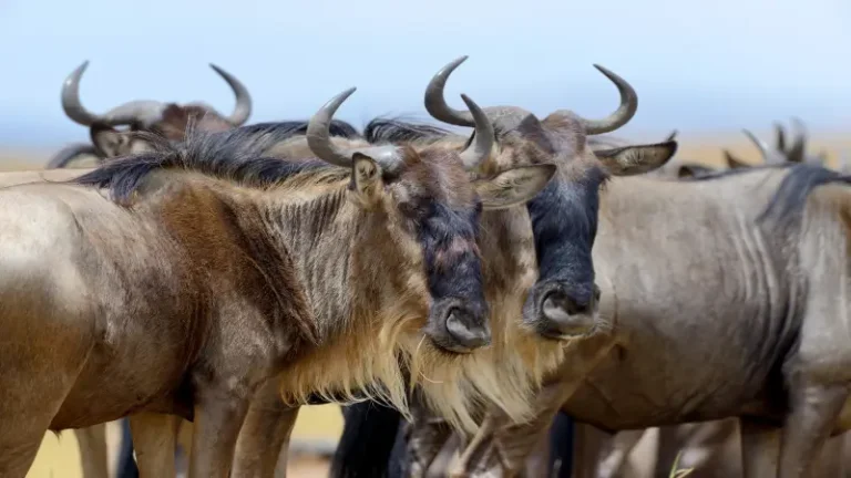 Wildebeest silhouettes against orange Masai Mara during dry season, July