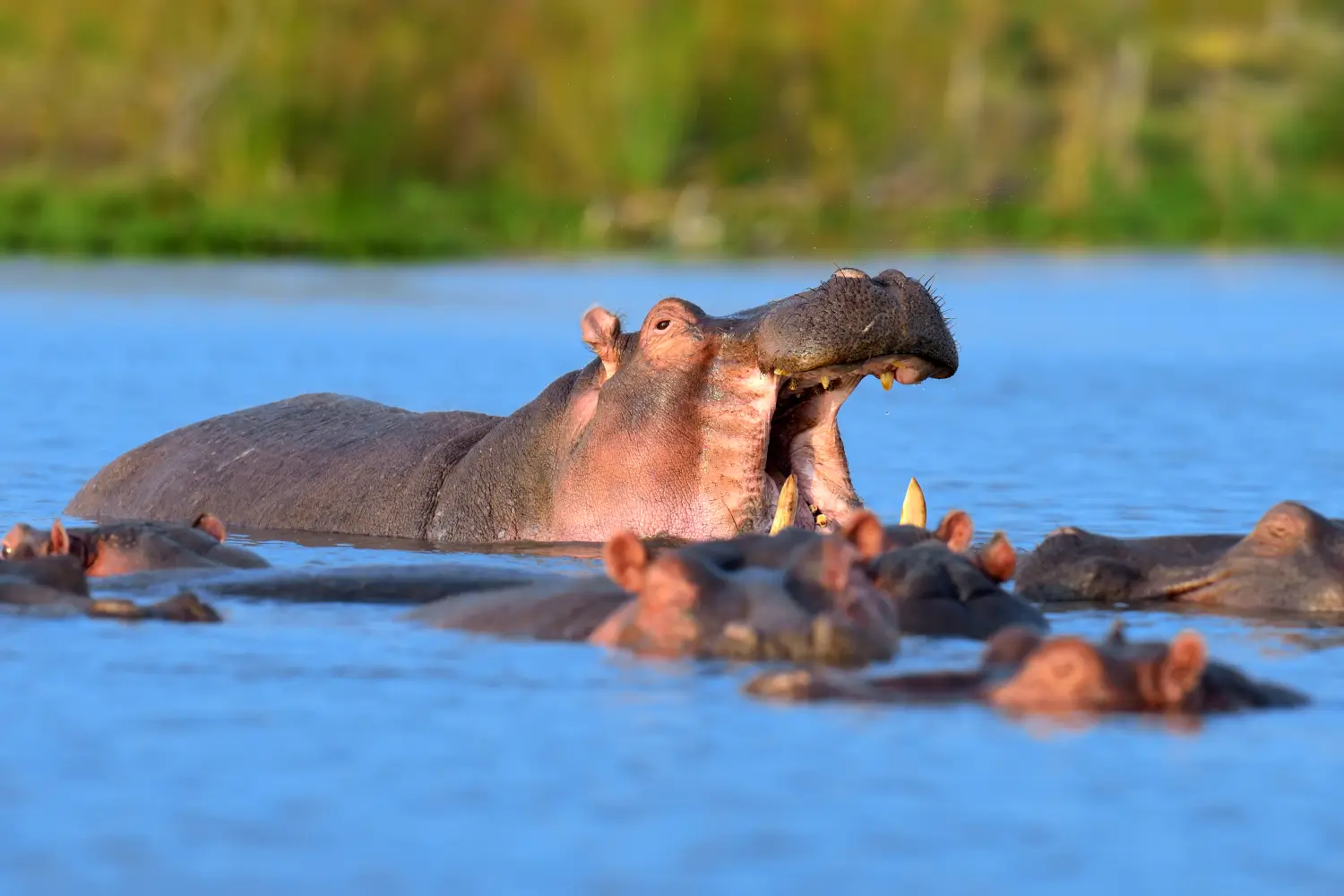Lake Manyara National Park
