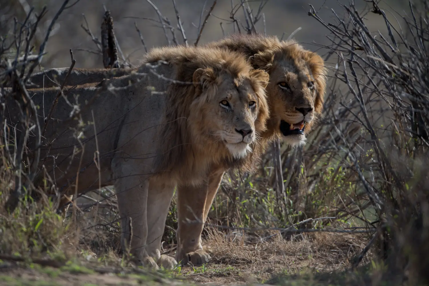 Ruaha National Park