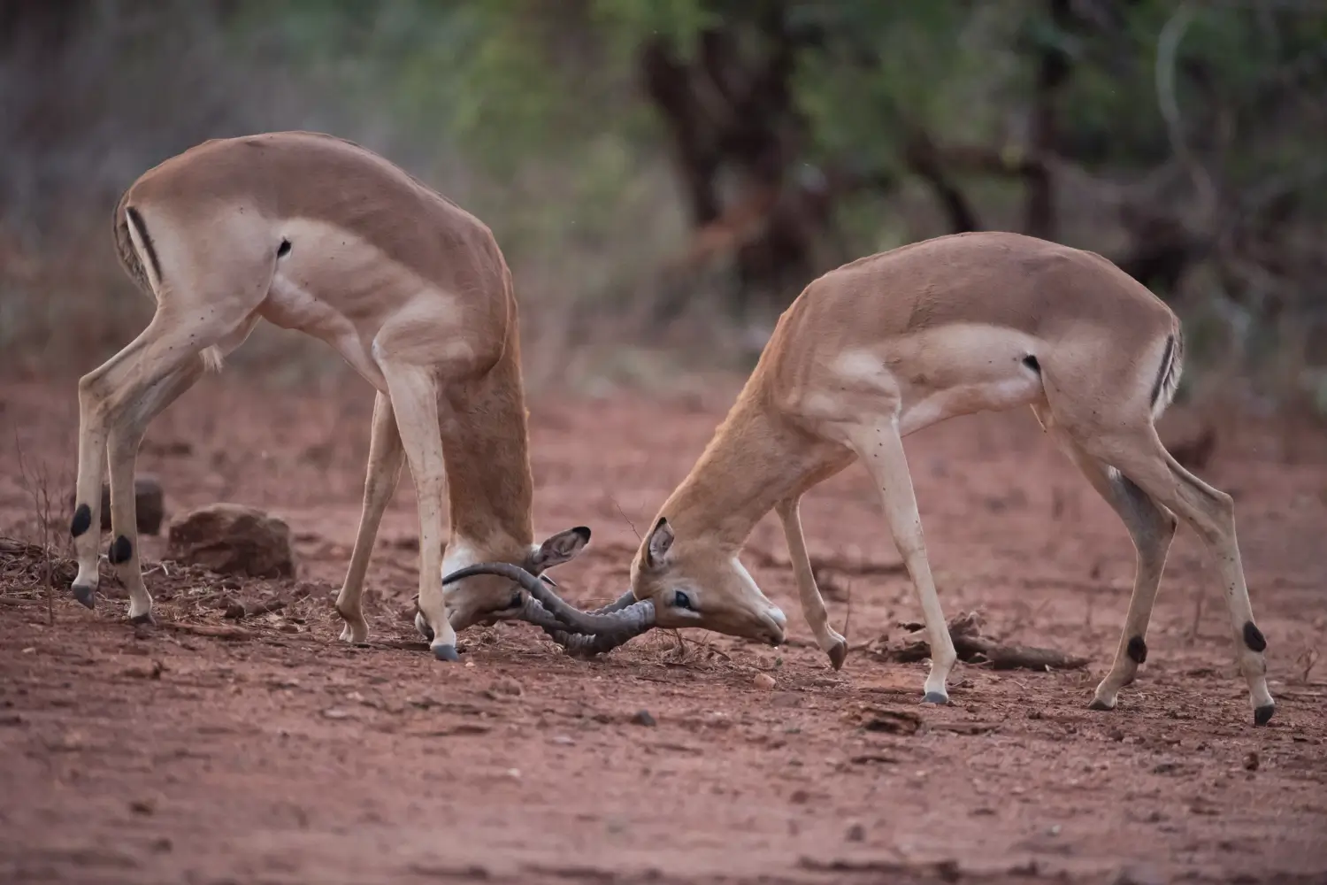 Selous Game Reserve