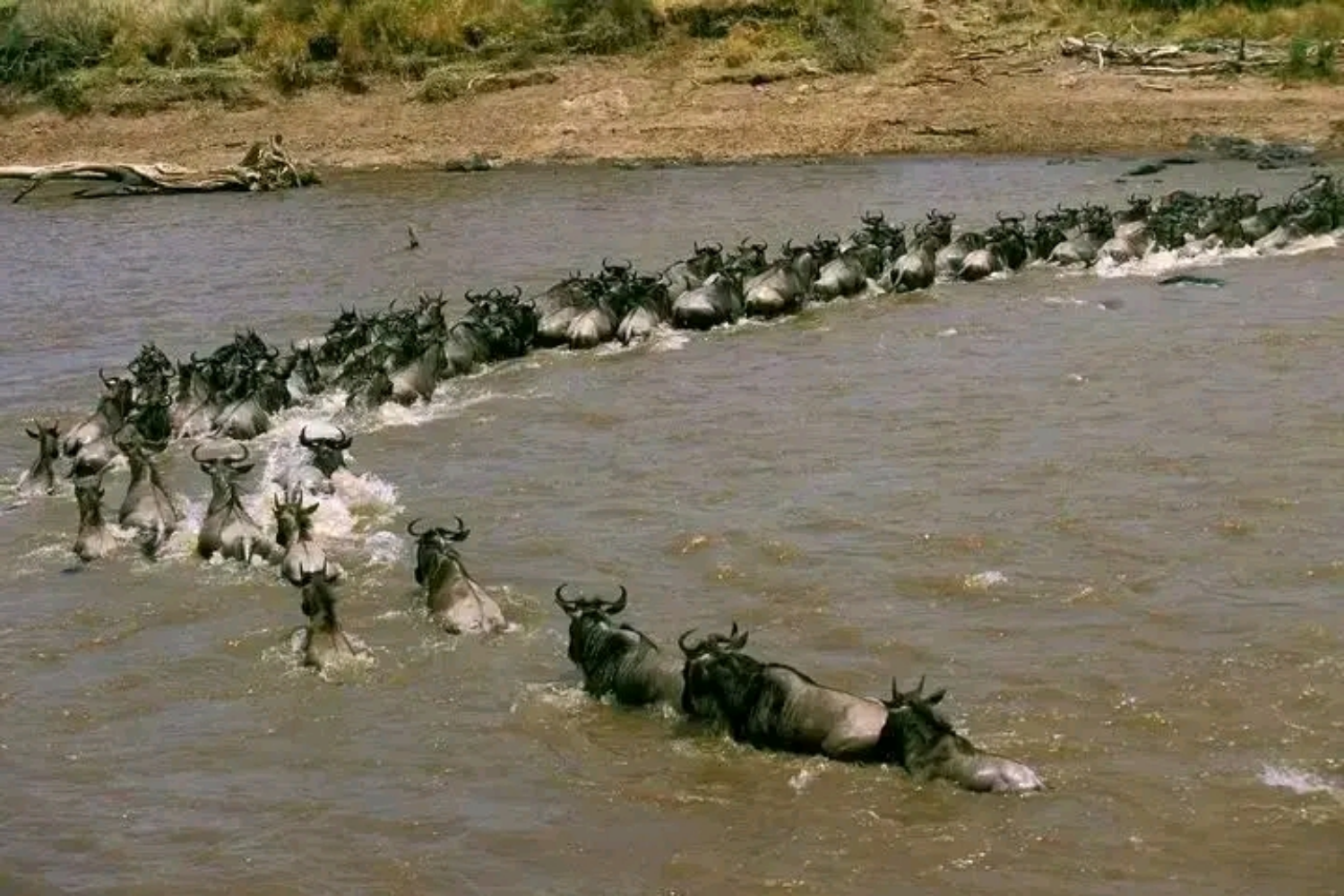 maasai mara national reserve