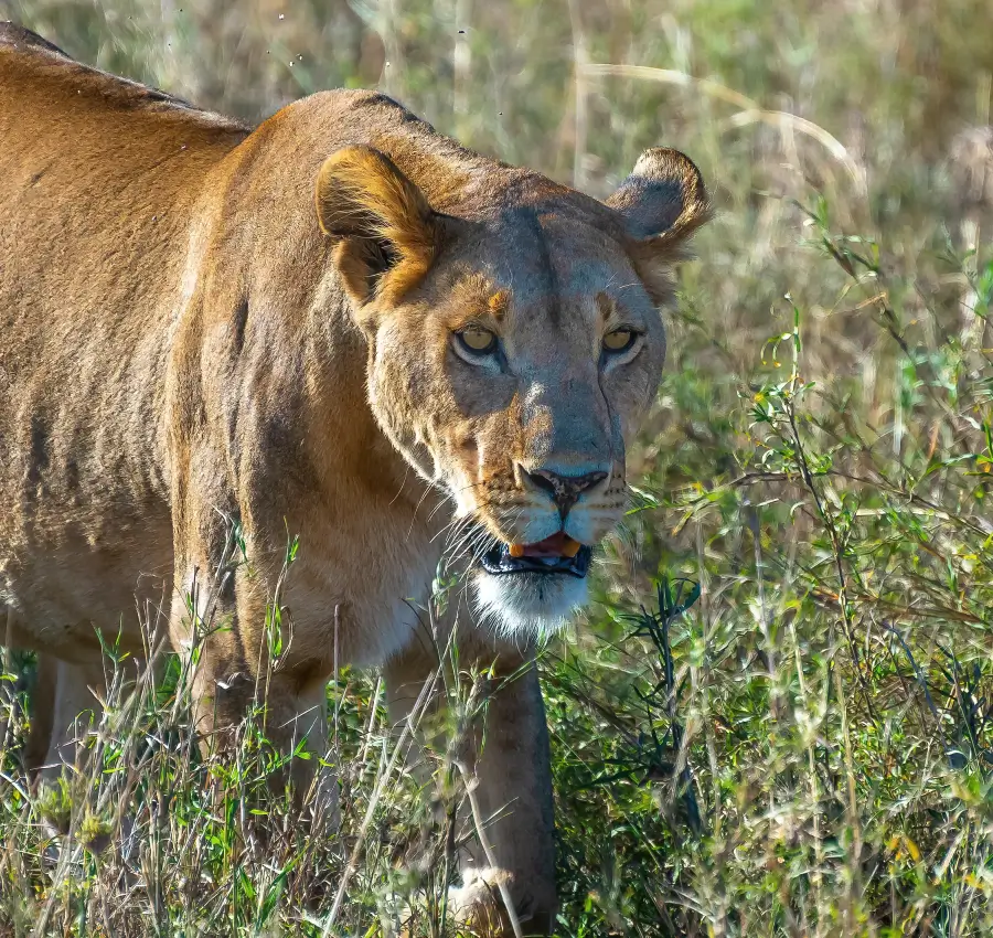 5-Day Mara & Nakuru Combo