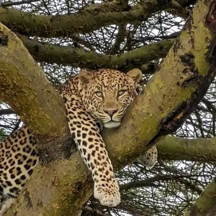 3-Day Maasai Mara Express