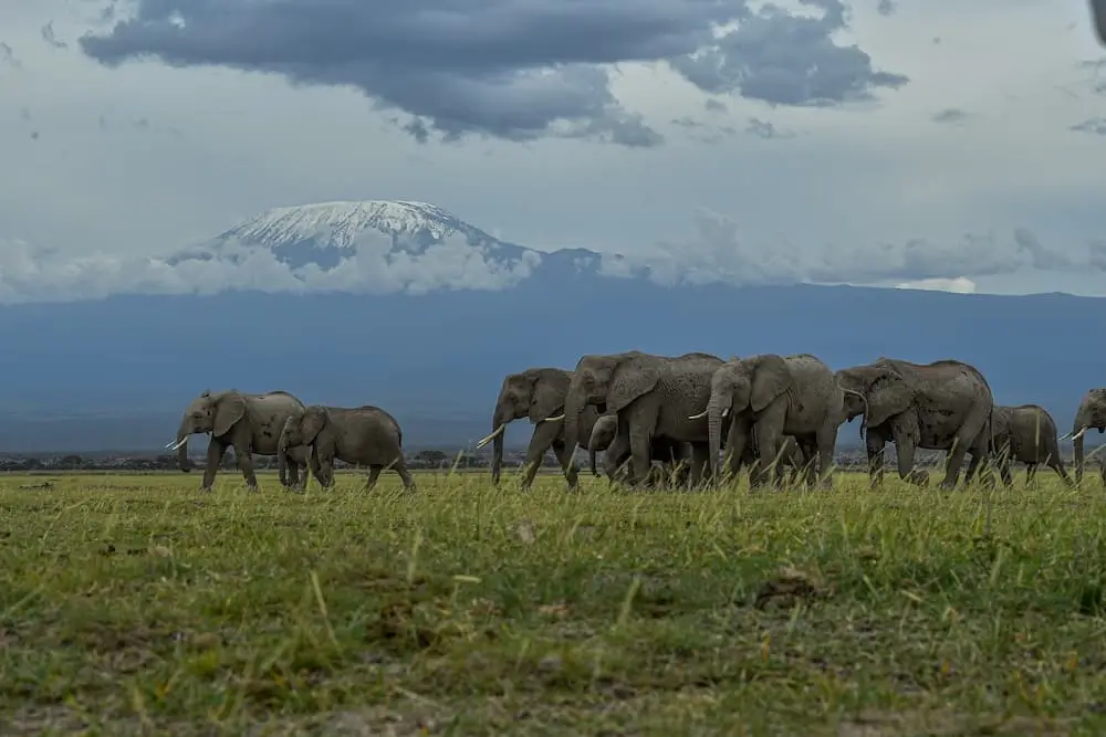 Amboseli National Park