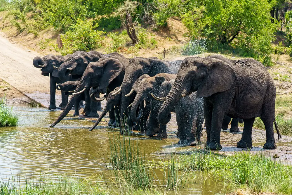 David Sheldrick Wildlife Trust