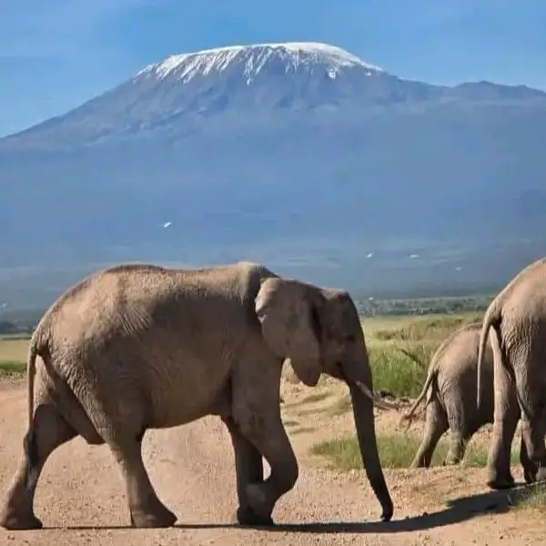 Amboseli National Park