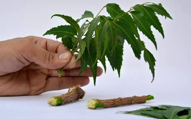 Traditional Medicine